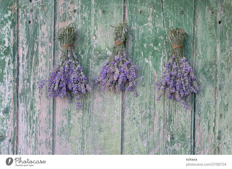 Lavender Perfume Health care Nature Plant Summer Flower Leaf Blossom Wood Ornament Old Fresh Natural Green Violet Purple Beauty Photography herbal bunch healthy