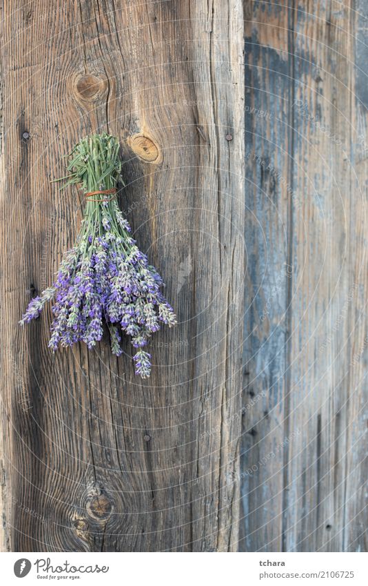 Lavender Nature Plant Flower Leaf Blossom Fresh Natural Green Purple Beauty Photography herbal bunch healthy Floral Organic medicine "herb," Violet Old Wood