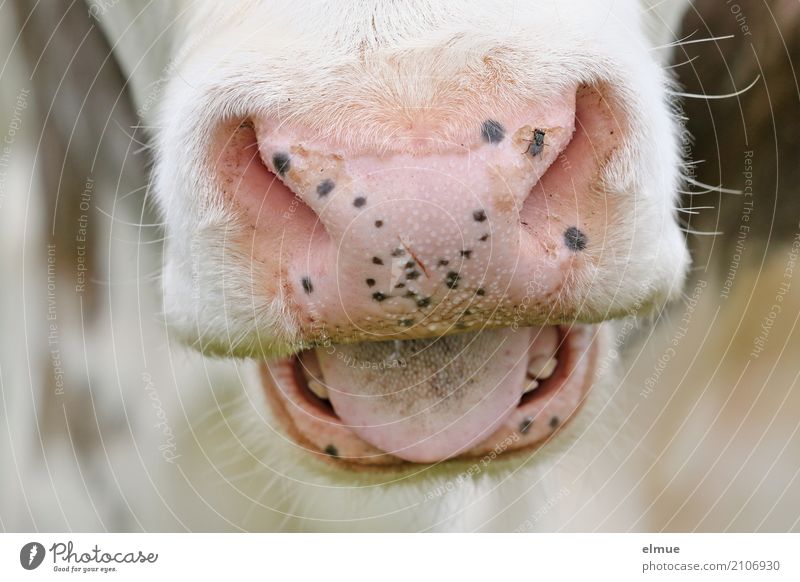 moo Cow Cattle Bull Muzzle teetotaler Tongue Nose Hair and hairstyles Facial hair Beard hair Set of teeth Lips Scream Near Natural Nature Perspective Revolt