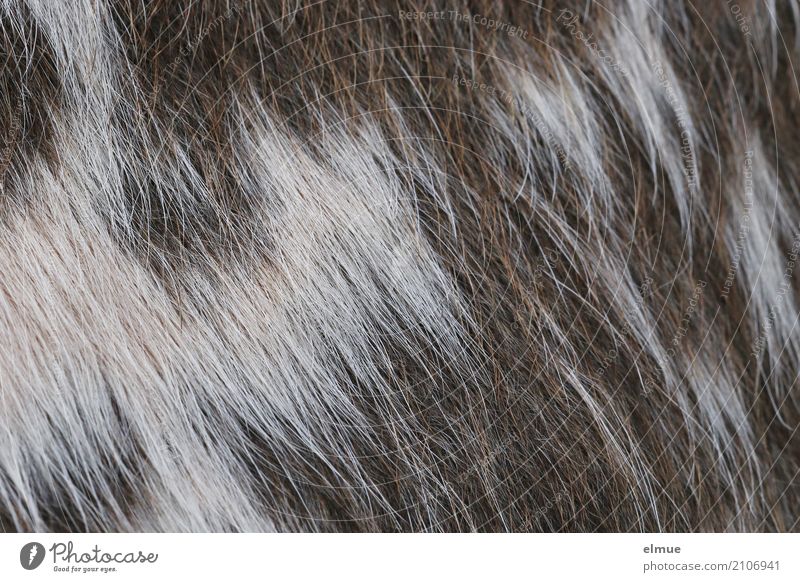 furry from the cow (2) Cow Cattle Pelt Cowhide Bristles Esthetic Simple Uniqueness Natural Clean Brown White Romance Adventure Design Idea Identity Inspiration