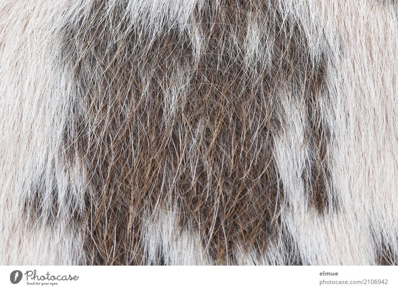 furry from the cow (1) Cow Cattle cowhide Hide Hair and hairstyles Bristles Pelt Coat color Esthetic Simple Uniqueness Natural Brown White Fair Cleanliness