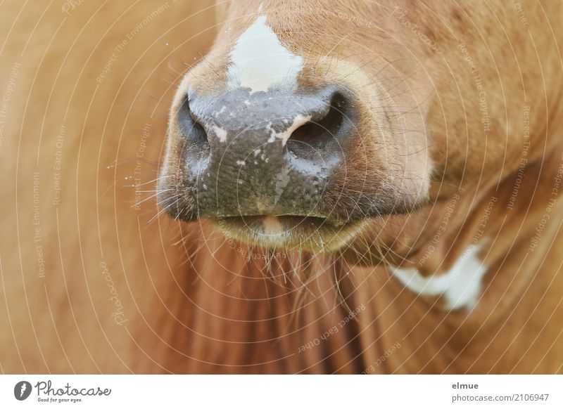 Bernadette Cow Cattle teetotaler Muzzle Spotted mountain cattle Nostrils Authentic Glittering Near Brown Trust Love of animals Curiosity Pride Esthetic Bizarre