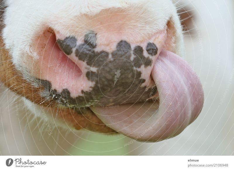 nose boring Cow Cattle Bull dairy cattle Authentic Disgust Delicious Cool (slang) Cleanliness Effort Healthy Whimsical Tongue ox tongue teetotaler Muzzle Nose