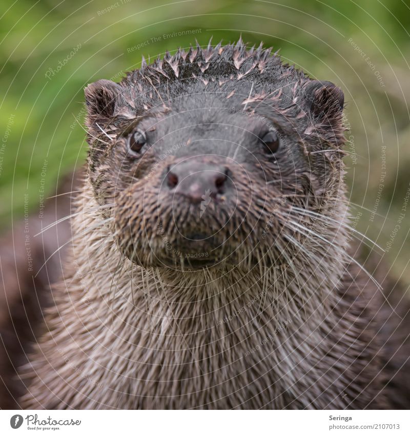 Aug in Aug with an otter Animal Wild animal Animal face Pelt 1 Looking Otter Colour photo Multicoloured Exterior shot Detail Copy Space left Day Light Shadow