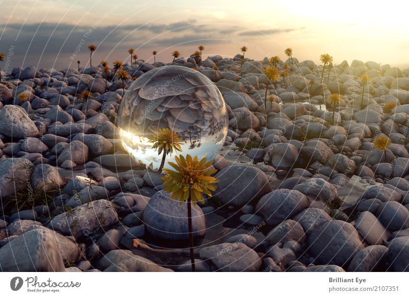 reflect nature Summer Summer vacation Sun Environment Nature Landscape Plant Sphere Glass Glass ball Stone Lie Simple Near Sustainability Round Moody Protection