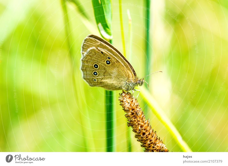 Brown forest bird on ribwort plantain Animal Wild animal Butterfly Green Brown Woodland Bird aphantopus hyperantus Insect Plantain spotted butterfly pest Suck