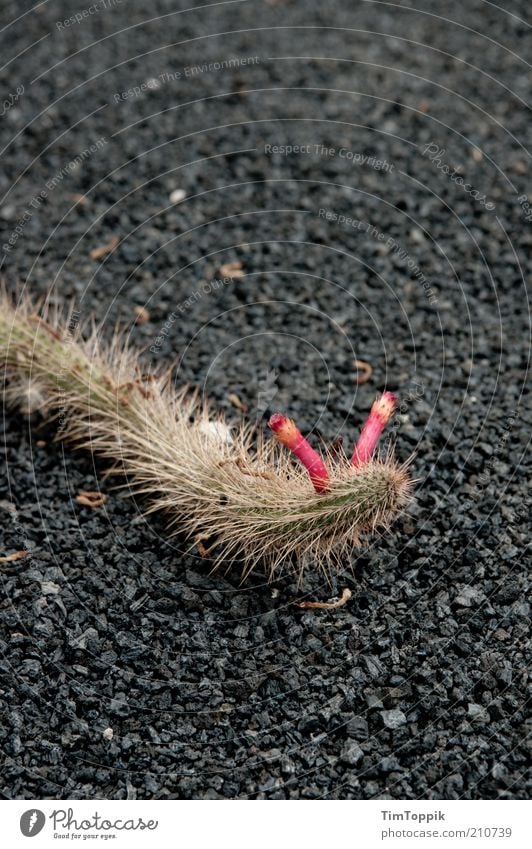 The common prickly worm (Vermis Cactus) Plant Pink Red Part of the plant Thorn Feeler Worm Gravel path Crawl Animal Snake Slowly Exterior shot Close-up