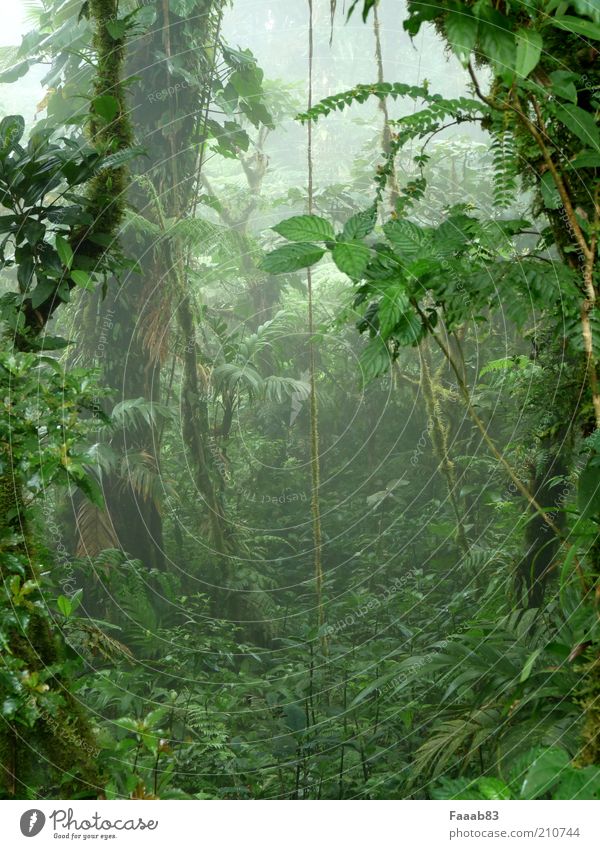 pandora Nature Plant Fog Tree Bushes Moss Foliage plant Wild plant Exotic Forest Virgin forest Cloud forest Shroud of fog Misty atmosphere Green Mystic