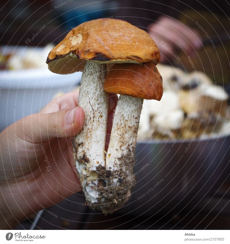 red cap Food Leisure and hobbies Mushroom picker Human being Hand Environment Nature Discover Brown Contentment Joie de vivre (Vitality) Trust Safety Protection