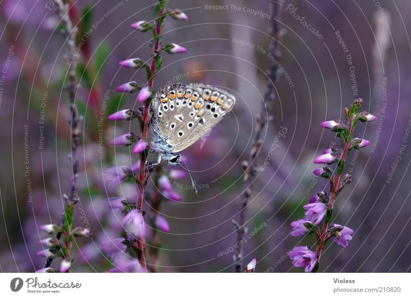 Blue Bears in the Heath Plant Butterfly 1 Animal Moody Polyommatinae Colour photo Day Blur Shallow depth of field Heather family