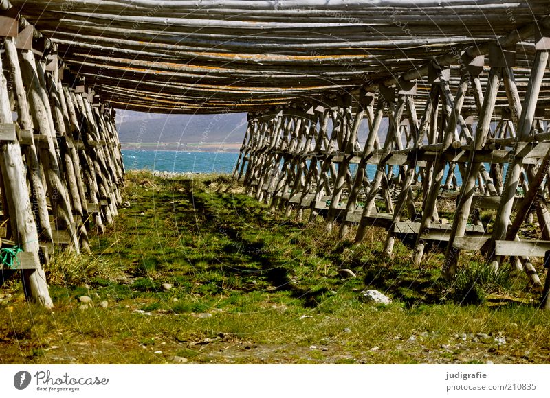 Iceland Nature Landscape Water Meadow Coast Fjord Wood Old Stagnating Past Transience Far-off places Fish drying rack Fishery Drying rack Colour photo
