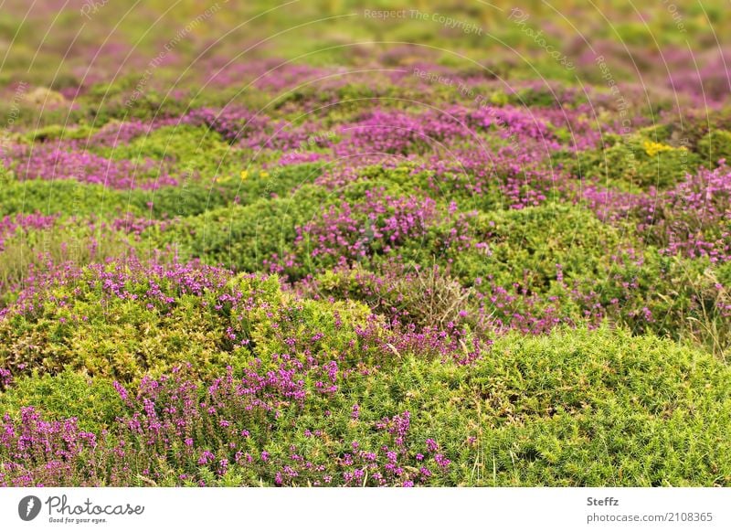 Summer in the North Heathland heath landscape Nordic northern landscape Nordic romanticism Carpet of flowers nationwide Summer in the north Nordic nature