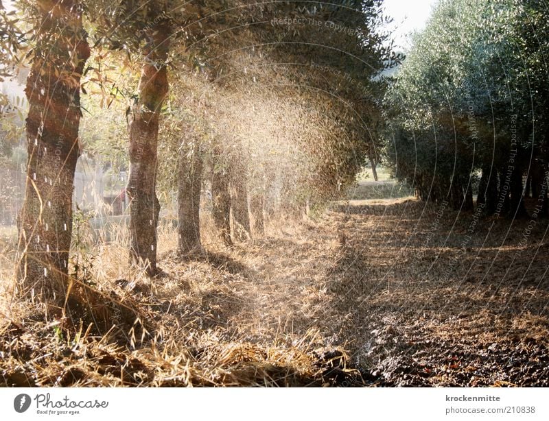 olio di oliva Sprinkler system Nature Landscape Plant Earth Water Drops of water Summer Tree Olive tree Olive grove Olive leaf Italy Wet Cast Tuscany