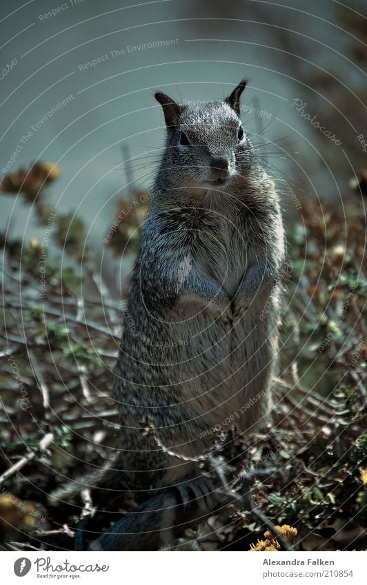 Allow me, croissant. Animal Wild animal Pelt Squirrel 1 Stand Cute Brash stamina Rodent Looking Posture Expectation Living thing Nature Colour photo
