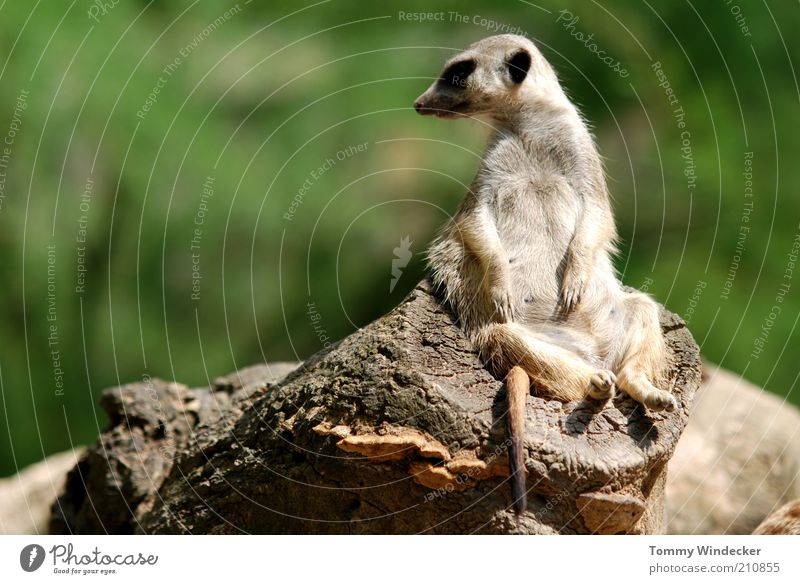 In the executive chair Relaxation Zoology Nature Summer Africa Animal Wild animal Meerkat suricata suricatta suricates Mongoose 1 Observe To enjoy Sit Funny