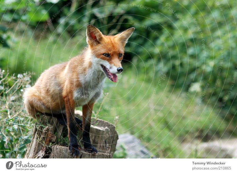 Gretchen Fox Animal - a Royalty Free Stock Photo from Photocase