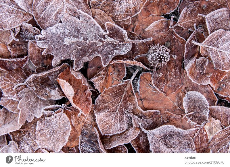 Frosty leaves Autumn Winter Ice Leaf Garden Park Forest Freeze Cold Brown Red Seasons Autumn leaves Heap Colour photo Exterior shot Close-up Deserted