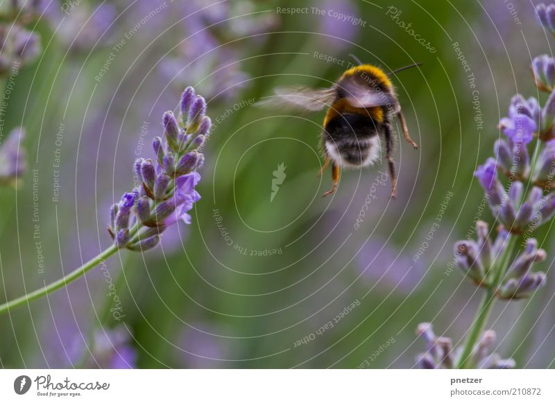 departure Environment Nature Spring Summer Climate Climate change Weather Plant Blossom Park Animal Farm animal Wild animal Wing Bumble bee 1 Blossoming Flying