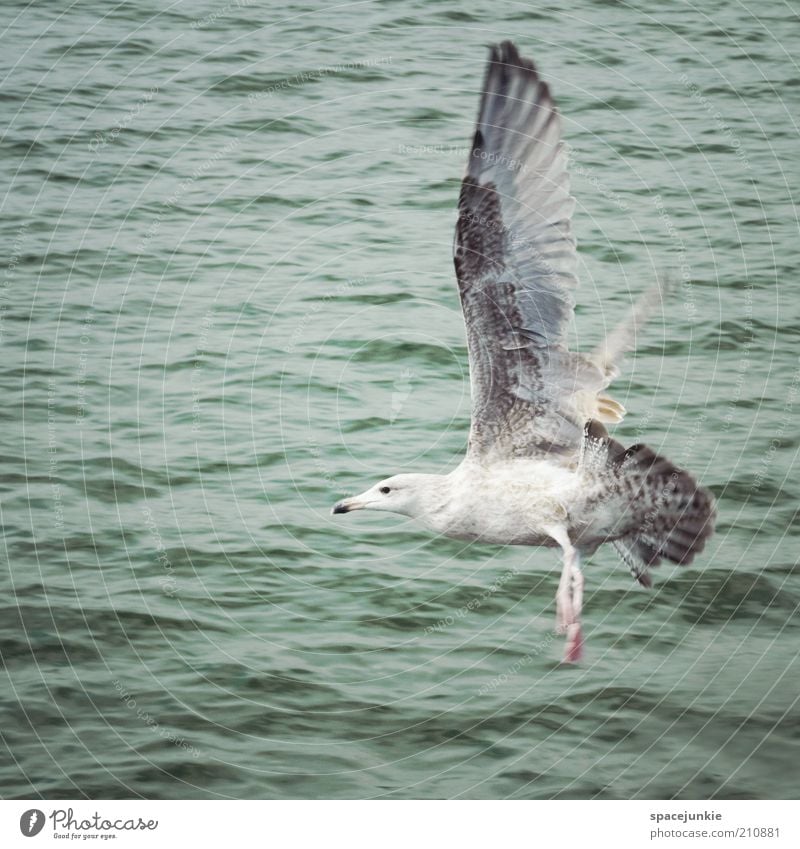 landing Ocean Water Flying Bird Wing Free Freedom Wet Lake Feather Calm Animal Span Flight of the birds Air