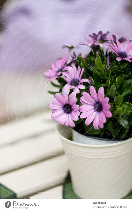 Cape basket osteospermum Kapmargerites paternoster shrub Daisy Family marigolds Violet Pink Flowerpot Plant Table Verdant Decoration Blossom leave