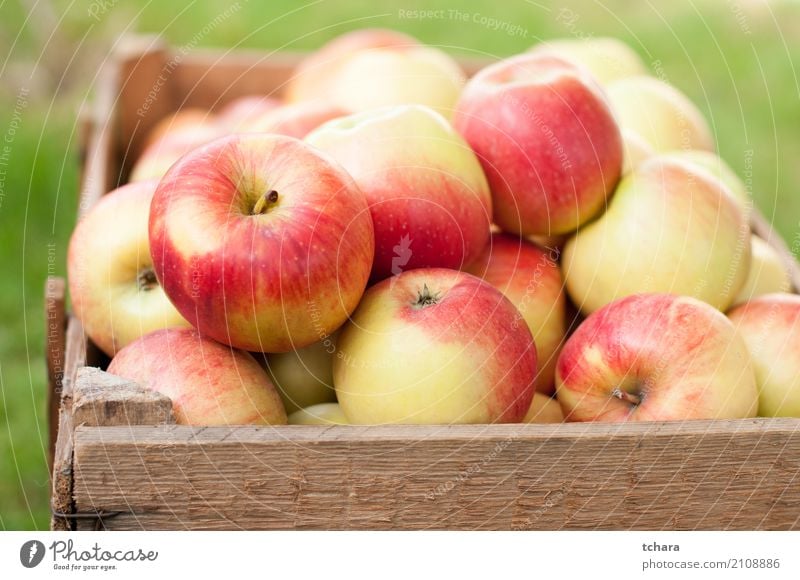 Ripe apples Vegetable Fruit Apple Nutrition Vegetarian diet Diet Summer Group Nature Tree Wood Fresh Bright Delicious Natural Juicy Green Red Colour background