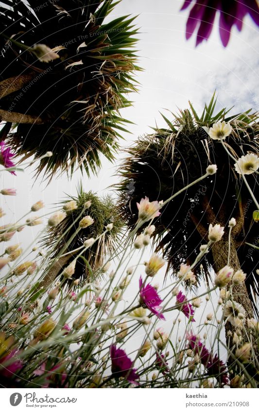 up in the air Summer Environment Nature Plant Sky Tree Flower Bushes Blossom Garden Park Meadow Growth Violet Pink Palm tree South England Isle of Man Island