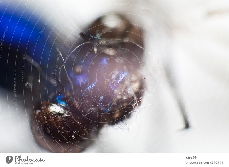 portrait Animal Insect Head Compound eye Eyes Blue Glittering Colour photo Close-up Detail Macro (Extreme close-up) Animal portrait Copy Space right