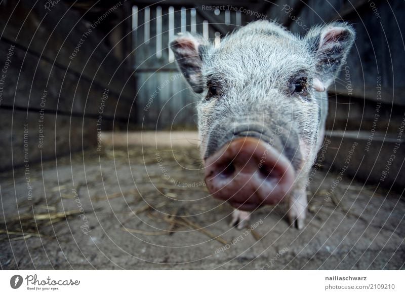 mini pig Summer Nature Alps Village Steel Animal Pet Farm animal Petting zoo Swine 1 Observe Looking Dream Friendliness Happiness Healthy Natural Curiosity Cute