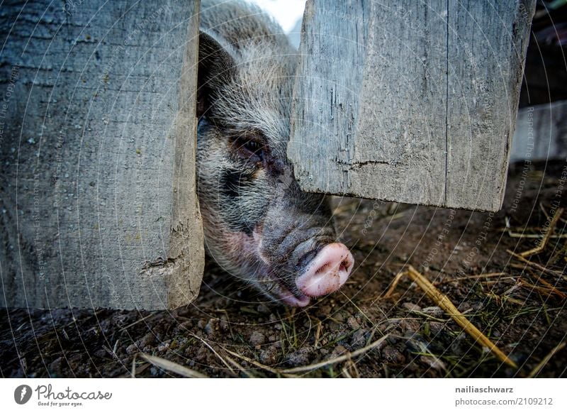 mini pig Summer vacation Animal Pet Farm animal Swine 1 Wood Fence Wooden fence Observe To feed Looking Happy Cuddly Natural Curiosity Cute Gray Pink Happiness