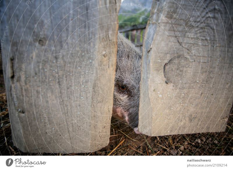 minipig Summer Agriculture Forestry Animal Pet Farm animal Animal face Swine mini pig 1 Wooden fence Fence Observe To feed Looking Happiness Happy Natural