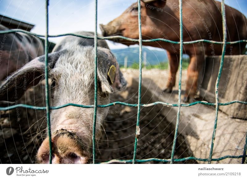 pig farm Summer Farm Farmer Agriculture Forestry Alps Animal Farm animal Swine 2 Fence Observe Discover Relaxation Kissing Stand Dirty Natural Curiosity Cute