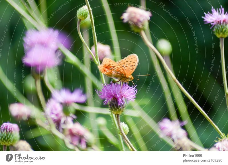 Orange butterfly posed on mauve flowers Design Life Summer Garden Art Environment Nature Animal Flower Leaf Butterfly Collection Flying Bright Small Natural