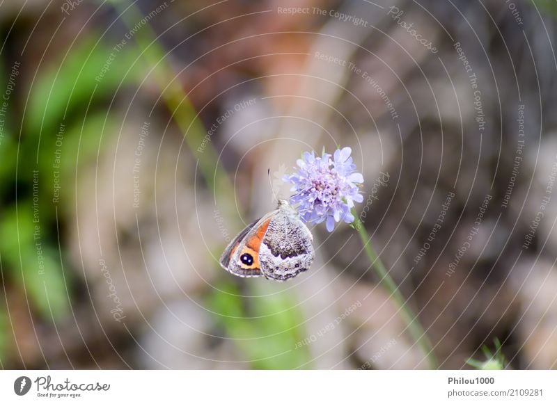 Orange butterfly posed on mauve flowers Design Life Summer Garden Art Environment Nature Animal Flower Leaf Butterfly Collection Flying Bright Small Natural