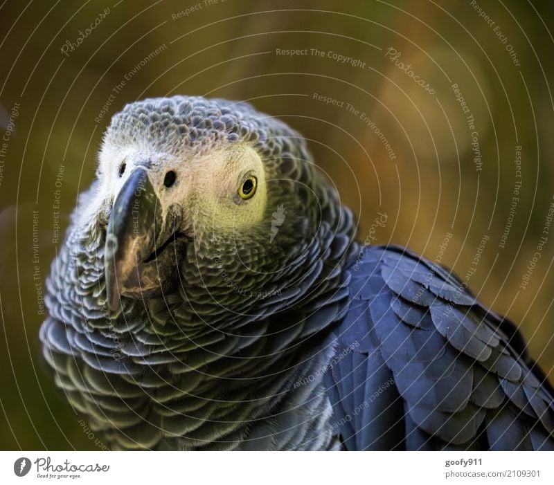 Serious look!!! Environment Nature Spring Summer Desert Animal Wild animal Bird Animal face Wing Zoo Parrots 1 Observe Vacation & Travel Looking Esthetic