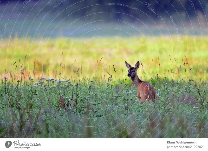 morning toilet Environment Nature Plant Animal Summer Beautiful weather Grass Foliage plant Meadow Forest Animal face Pelt Roe deer Female deer 1 Observe