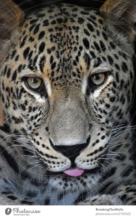 leopard animal face