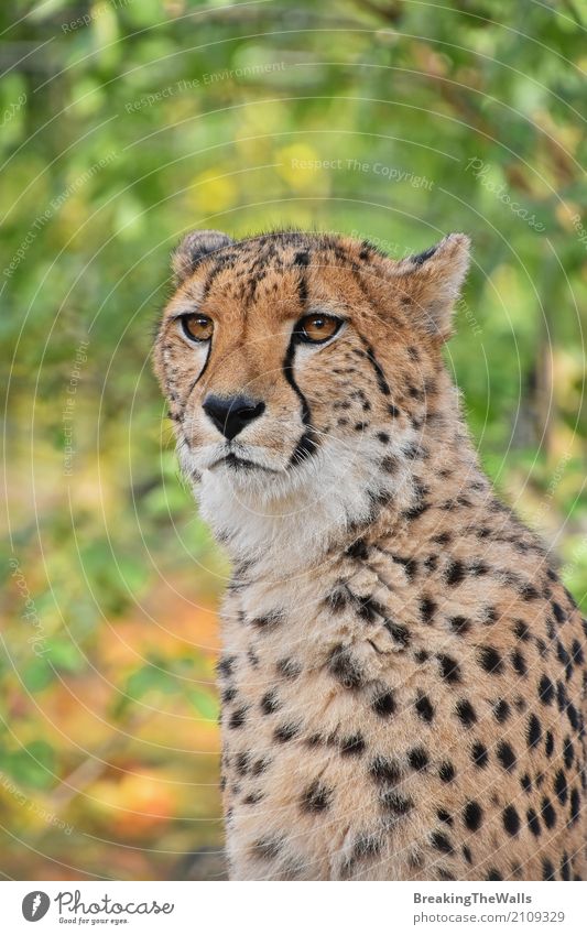 Close up portrait of cheetah looking at camera Nature Animal Autumn Wild animal Animal face Zoo 1 Looking Sit Stand Beautiful Green Cheetah Vantage point Low
