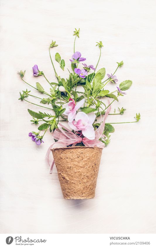 Pot with flowers on white Style Design Leisure and hobbies Summer Garden Nature Plant Flower Leaf Blossom Decoration Bouquet Pink Flowerpot Gift Pastel tone