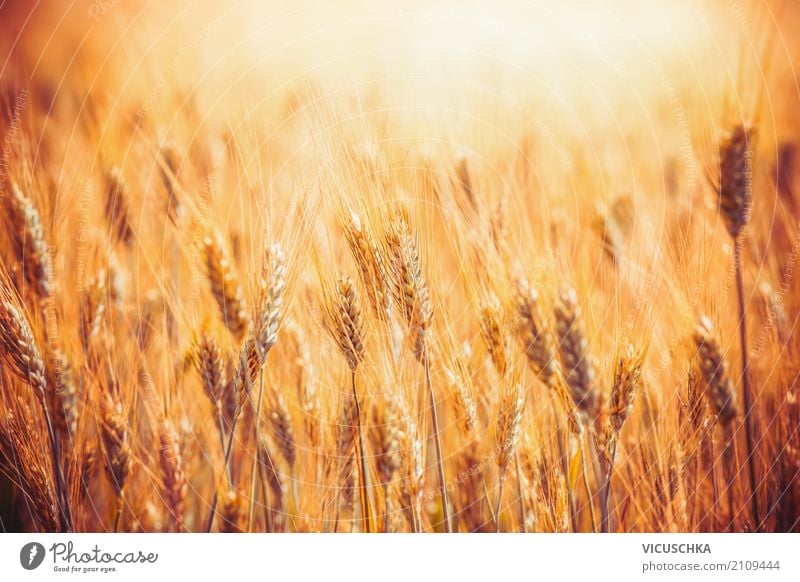 Golden grain field Lifestyle Summer Agriculture Forestry Nature Field Yellow Grain Grain field Sunlight Mature Agricultural product Wheat Wheatfield