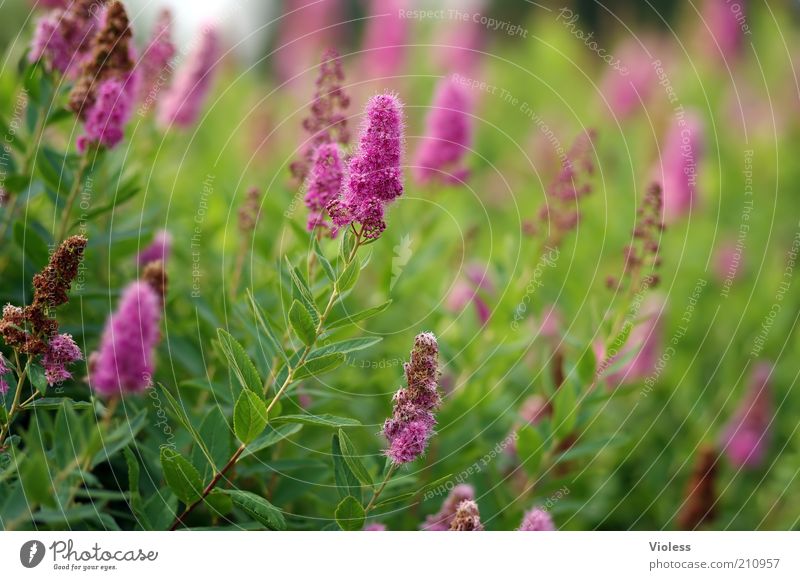 piston spiere Nature Plant Bushes Faded Fragrance Colour photo Exterior shot Day Sunlight Blur Shallow depth of field spiraea spar shrubs spar bush Rose plants