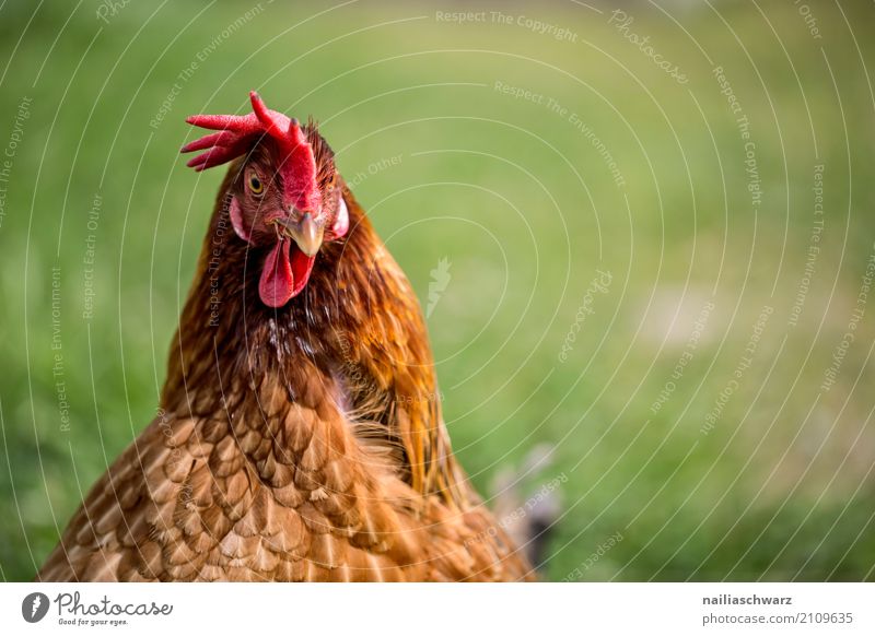chicken Summer Agriculture Forestry Environment Nature Spring Grass Meadow Animal Pet Farm animal Bird Animal face Barn fowl 1 Observe Looking Natural Curiosity