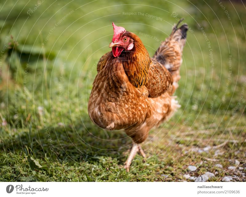 chicken Summer Agriculture Forestry Environment Nature Grass Meadow Field Animal Pet Farm animal Barn fowl 1 Observe Discover To feed Looking Happy Natural Cute