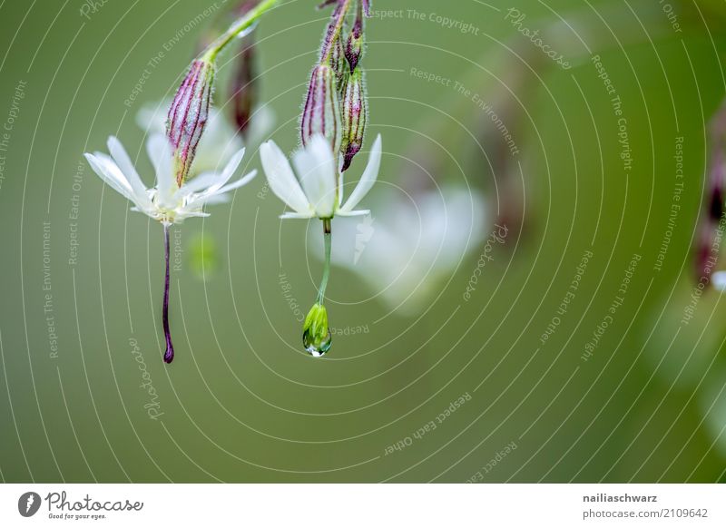 Clatterbird in the morning dew Environment Nature Plant Water Drops of water Spring Summer Rain Garden Meadow Field Alps Mountain Blossoming Fragrance Fresh Wet