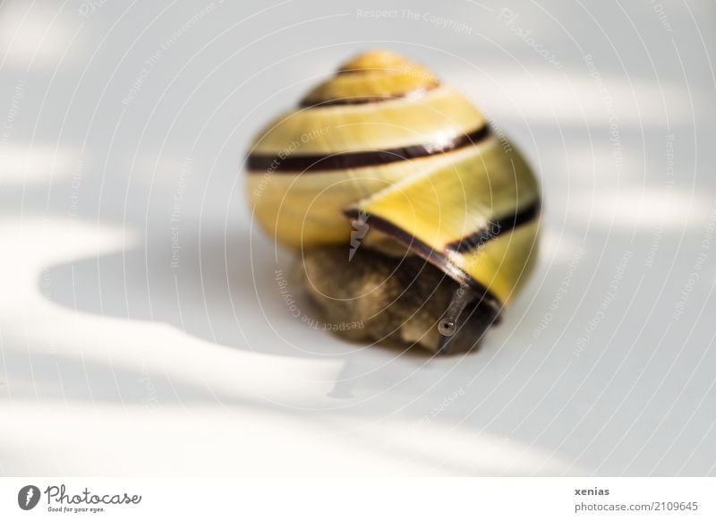 "Eyes carefully first," thought the snail on the white background Crumpet Brown-lipped snail Feeler 1 Animal Looking White Caution Goggle eyed Copy Space left
