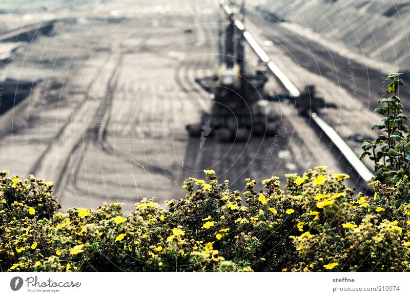 Flower photo with young tuscany Machinery Landscape Bushes Energy Coal Lignite Soft coal mining Excavator Pit Colour photo Exterior shot Experimental