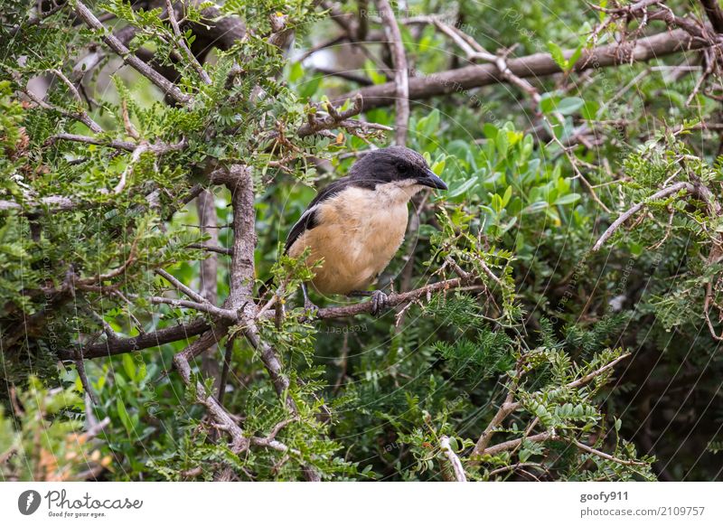 At the observation post!!! Environment Nature Landscape Spring Summer Beautiful weather Tree Bushes Leaf Wild plant Forest Virgin forest National Park