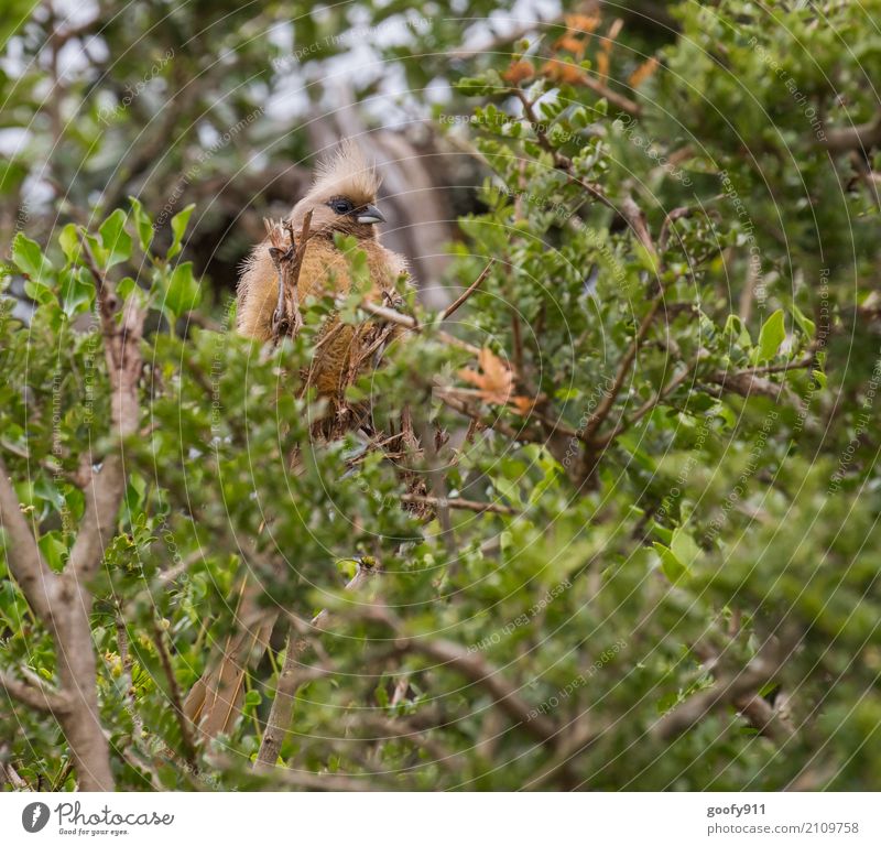 In the undergrowth Trip Adventure Safari Expedition Environment Nature Landscape Spring Summer Plant Tree Bushes Leaf Wild plant Forest South Africa Animal