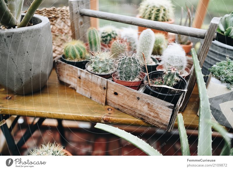 Roadtrip West Coast USA (147) Plant Green Greenhouse Wooden box Wooden bench Cactus Cactusprickle Homey Decoration House (Residential Structure) Crate Flowerpot