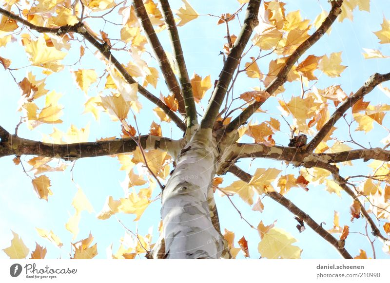 Let's not kid ourselves! Nature Sky Climate Beautiful weather Tree Blue Yellow Transience Change Autumn Autumnal Seasons Branch Worm's-eye view Birch tree