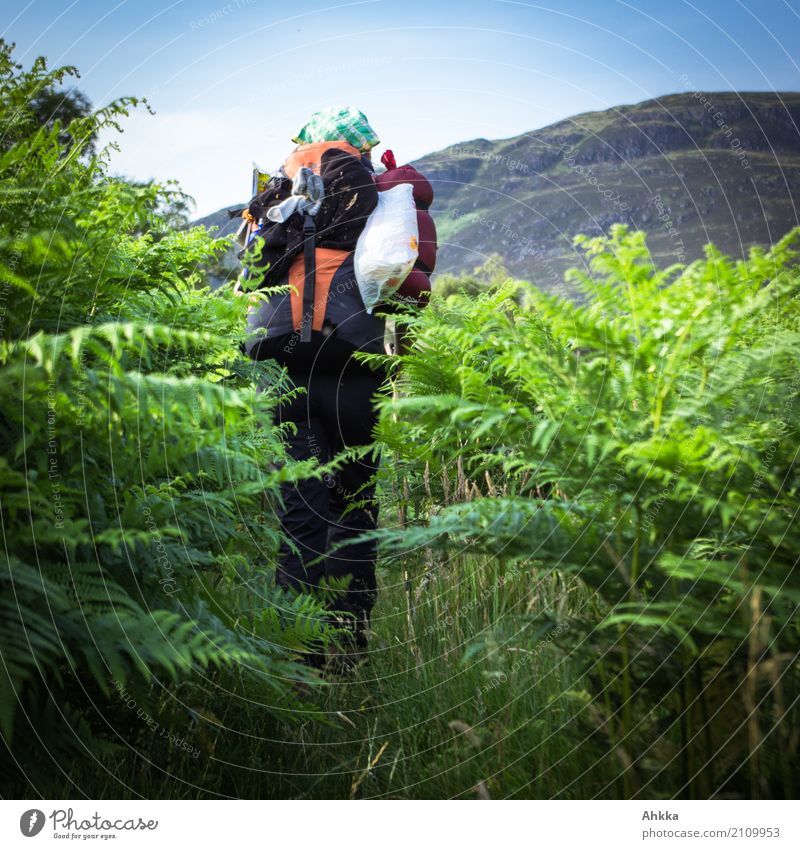 Young woman with hiking rucksack in green forest, back view Vacation & Travel Trip Adventure Hiking Youth (Young adults) Nature Animal Fern Backpacking vacation